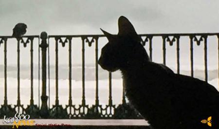 علاقه عجیب گربه ناشنوا به فیلم عباس کیارستمی