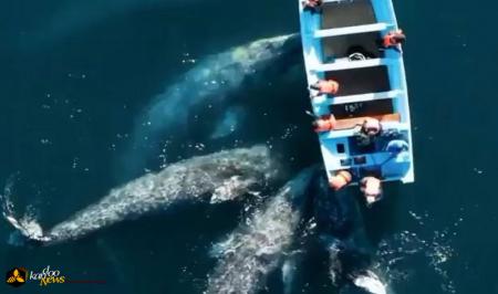 استقبال  نهنگ‌ها از یک قایق/ نرگس آبیار از نهنگ‌های بخشنده می‌گوید (ویدئو)